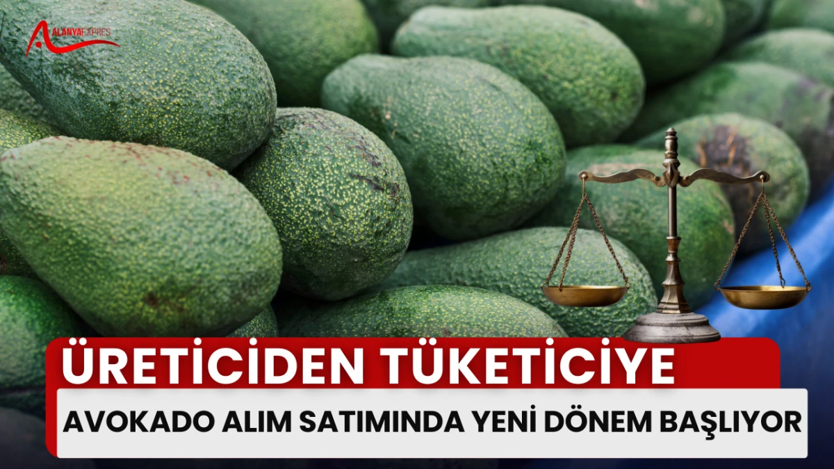 “Alanya’da Avokado Satışı Artık Kiloyla!”