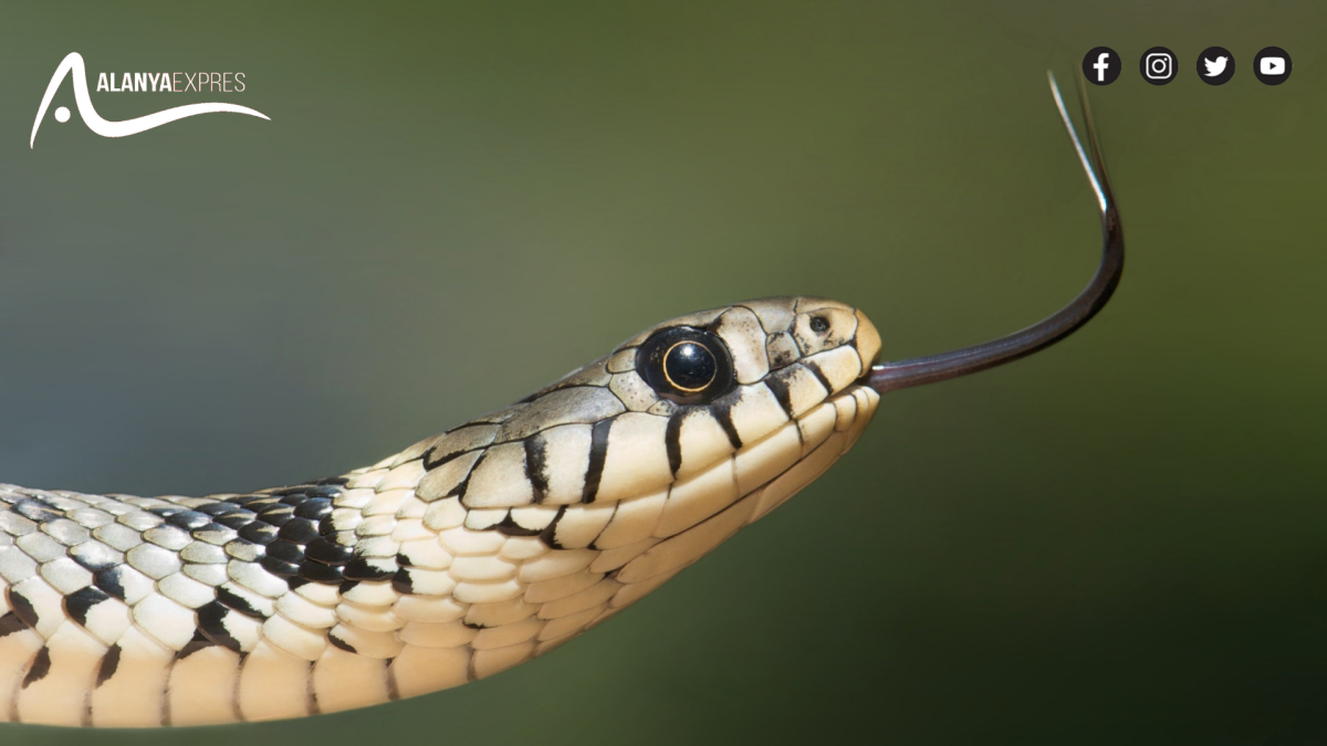 Alanya’da okul bahçesinde ki yılan panik yarattı